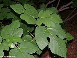 The leaves are oblong and not lobed. Pin On Places To Visit