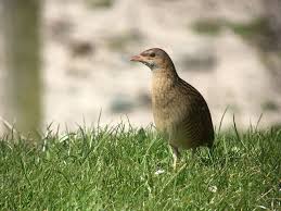 Outer Hebrides In Spring Heatherlea Birdwatching Wildlife Holidays