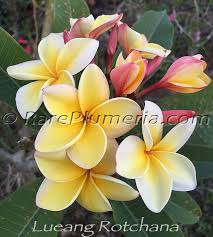 Plumeria Rubra Lueang Rotchana Frangipani Plumeria Outside Plants