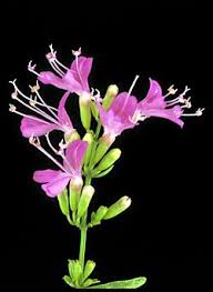 Image result for Elymandra grallata