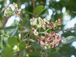 Image result for Schrebera