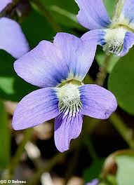 The us state of new jersey is located in the country's northeastern region. Common Blue Violet Viola Sororia Willd