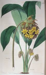 Image result for Molineria