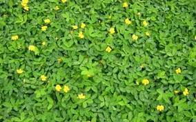 Grand Reserve Ornamental Peanut Ground Cover Plants Florida Landscaping Ground Cover