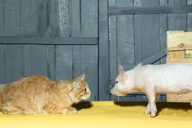 Meat is a great source of protein for your cat. Can Cats Eat Pork