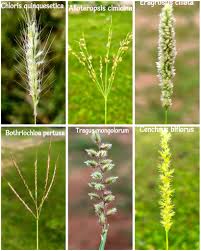 Image result for Alloteropsis cimicina