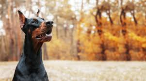 All puppies have been health checked by the vets, and will be fully flead and wormed. Home Elite Dobermanns Uk