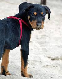 Rottweiler Puppy Black And Brown Dogs I Love The Little Brown Eyebrows That Rottweilers Have They Make The Cutest Expressions Rottweiler Mix Rottweiler Puppies