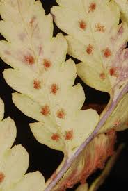 Image result for Dryopteris athamantica