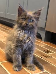 Then visit us at eurocoons maine coon cattery in olathe, ks! Maine Coon Kittens For Sale Near Me Petfinder