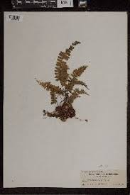 Image result for Asplenium normale