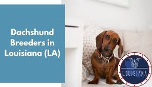 Browse thru dachshund puppies for sale near iowa city, iowa, usa area listings on puppyfinder.com to find your perfect puppy. 17 Dachshund Breeders In Louisiana La Dachshund Puppies For Sale Animalfate