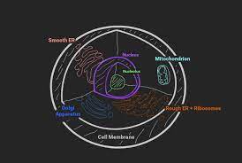 A cell may have few to several cisternae depending on its function. Biology Concept Map Animal Cell