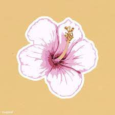 Vectorized Pink Hibiscus Flower Sticker With A White Border Free Image By Rawpixel Com Aew In 2020 Hibiscus Flowers Hibiscus Bloom Blossom