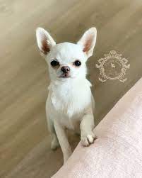 Biala Chihuahua Unique Love Fci Chihuahua French Bulldog Bulldog