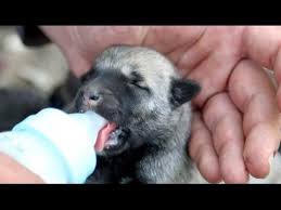 Yavru Kangal Kopekler Nasil Beslenmeli Kangal Puppy Dogs Photos Slayt Youtube