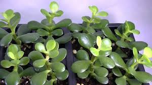 Yeşil yapraklara sahip olan bitki güney afrika'dan gelmiştir. Evinize Bolluk Bereket Getiren Bitki Para Agaci Baykush Net