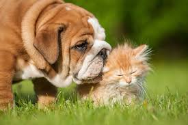 Being so cute it makes your heart hurt together. 27 Cute Pictures Of Cats And Dogs Living Together In Perfect Harmony