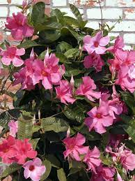 Maybe you would like to learn more about one of these? Easy Indoor Tropical Plants Plants Heat Tolerant Plants Flowering Vines