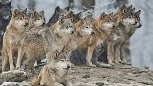 The wolf (canis lupus), also known as the gray wolf or grey wolf, is a large canine native to eurasia and north america. Wolf Dog Swarms Threaten Europe S Wolves Science Research News Frontiers