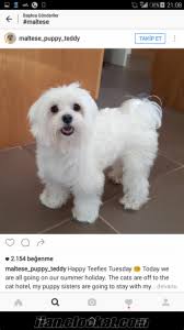 200 Tl Terrier