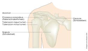 Os acromiale is a failure of fusion of the acromial process. Schulter Sehnenentzundung Deximed