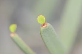 Image result for Cissus glaucophylla