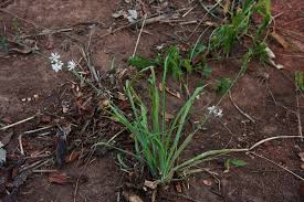 Image result for Trachyandra saltii