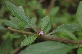 Image result for Lippia abyssinica