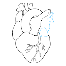 Isible to clean up your drawing of the human heart. How To Draw A Human Heart Really Easy Drawing Tutorial Heart Drawing Human Heart Drawing Easy Drawings