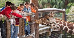 Το ελληνικό web meeting point. Leben In Zoos Artenschutz Oder Tierqualerei 21 Grad