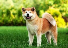 Discover (and save!) your own pins on pinterest 20 Big Dog Breeds That Are Basically Giant Teddy Bears Purewow