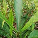 Image result for Anthocleista vogelii