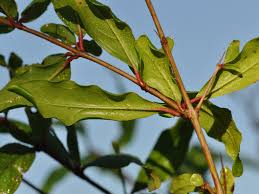 Image result for Pouchetia baumanniana