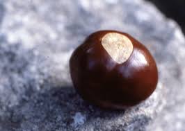 According to legend, the buckeye is a powerful good luck charm. Buckeye Osu Bio Museum