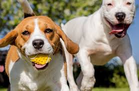 Shopping in rochester, ny : Seven Pet Supplies Plus Stores To Debut In Western New York As Local Entrepreneur Converts Petsaver Healthy Pet Superstores To Largest Independent Pet Retailer Franchise Dictionary Magazine