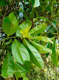 Image result for Artabotrys