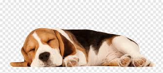 Black And Brown Beagle Dog Beagle Puppy Breed Sticker Cuteness Mongrel Tangerine Press Brown Black White Beagle Puppy Dog Plush Beamis In 2020 Beagle Puppy Beautiful Dog Breeds Baby Beagle