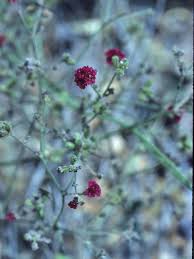 Image result for Boerhavia coccinea