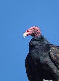 Bird With No Feathers The Bald Head Of Vultures Is Very Important For The Health Of The Birds No Feathers They Prevent Bacteria And Fungi That De Pet Birds Scavenger Birds Vulture