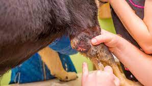 Thankfully, there is a simple technique that will let your vet know what a lump is that is quick, cheap and painless! Osteosarcoma In Dogs The Complete Guide For Dog Owners