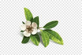 Check spelling or type a new query. Herbal Essences Argan Oil Of Morocco Shampoo Hair Conditioner Shampoo Leaf Text Png Pngegg