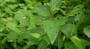 Image result for Azanza lampas