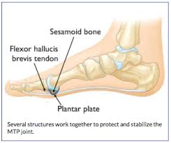 What are the peroneal tendons? Anatomy Of Turf Toe Bouldercentre For Orthopedics Spine