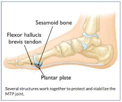 They are found wherever tendons run at angle or pass over bony prominences. Anatomy Of Turf Toe Bouldercentre For Orthopedics Spine