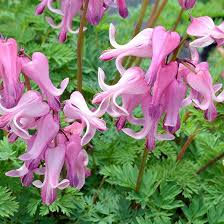 The Best New Shade Perennials For 2014 Shade Perennials Bleeding Heart Shade Plants