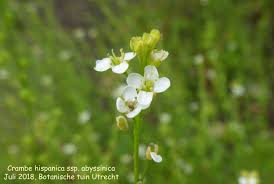 Image result for Crambe hispanica