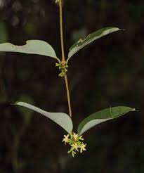 Image result for Parquetina calophylla