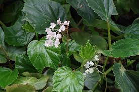 Image result for Begonia meyeri-johannis