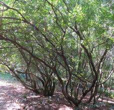 Image result for Allophylus